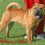 dagu-ch-int