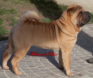 hou mularoni's house sharpei