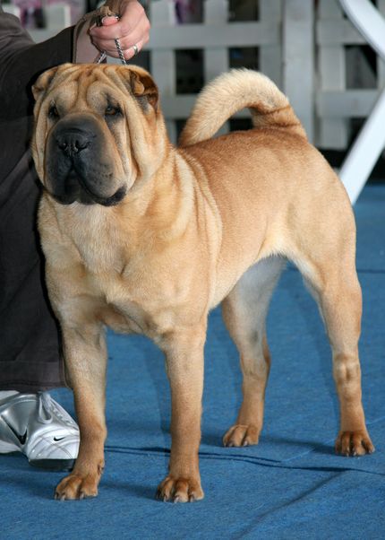 cane sharpei