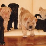 cuccioli mularoni's House