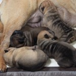cuccioli sharpei cuccioli shar-pei
