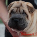 xi-Mularoni's-House-sharpei-maschio
