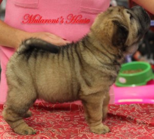 hong-mularoni's-house femmina shar-pei