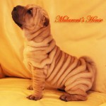 peng-mularoni's-house shar-pei peng-mularoni's-house femmina shar-pei