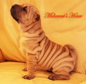 peng-mularoni's-house femmina shar-pei