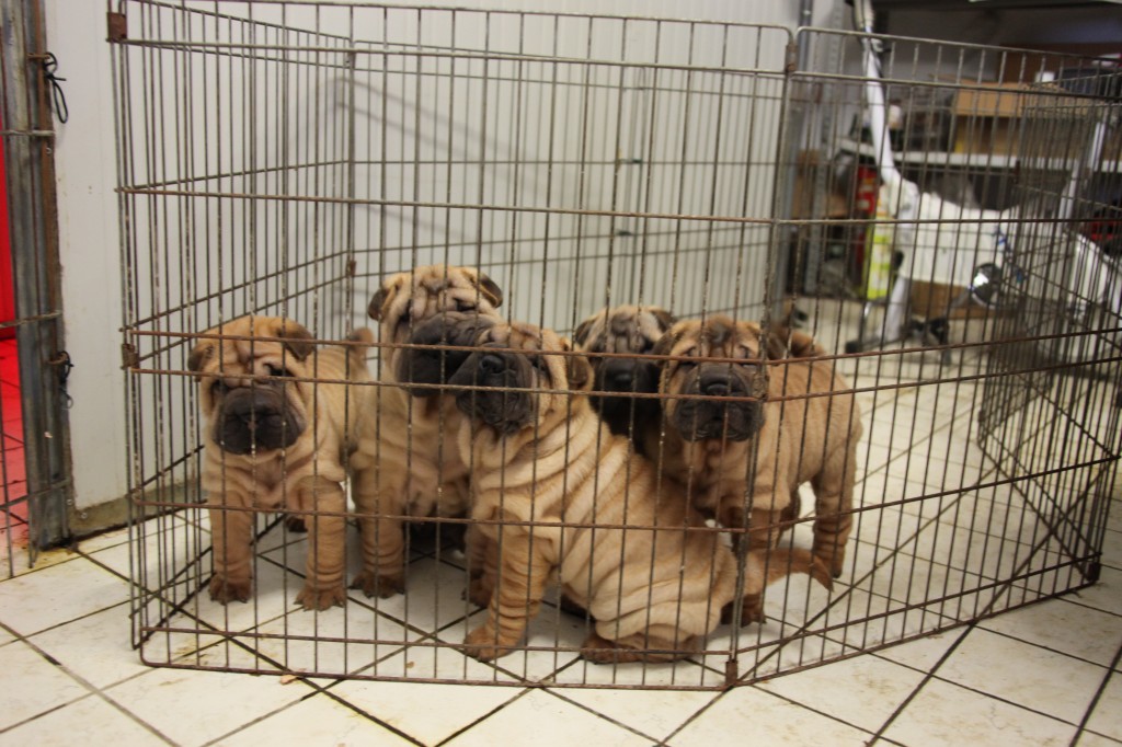 cuccioli sharpei mularoni's house