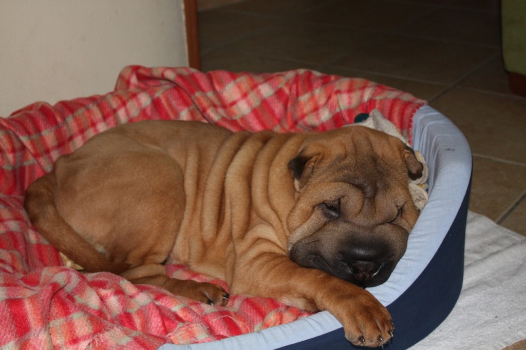 cucciolone sharpei dopo il pasto