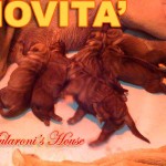 cuccioli-shar-pei-RSM-nati-240911 cuccioli-shar-pei-RSM-nati-240911