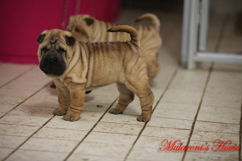 shar-pei femmina