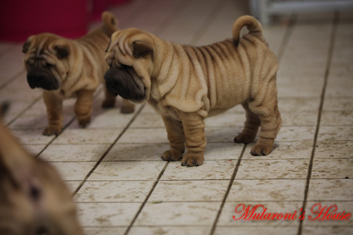 maschio shar-pei