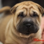 cucciolo shar-pei maschio cucciolo shar-pei maschio