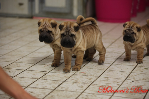 shar-pei cuccioli mularonis house shar-pei cuccioli mularonis house