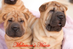 femmine shar-pei