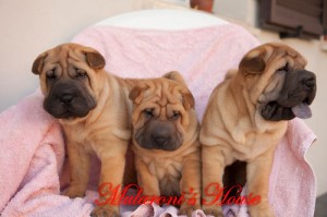 shar.pei cuccioli Nati il 5 giugno 2012 da Ch.Bingtang Mularoni's House e Ch.Stoneys true Mark of the League