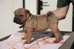 chun femm sharpei