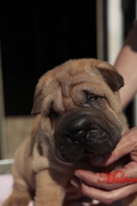 femmina xia  sharpei