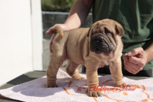 xia femmina sharpei