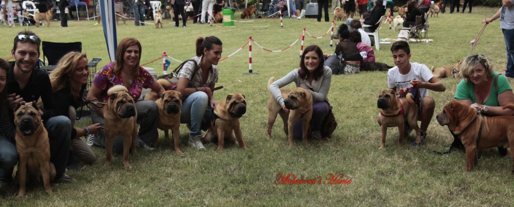 Gruppo Shar-pei Mularoniìs House