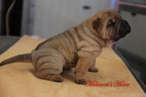 MASCHIO FULVO shar-pei