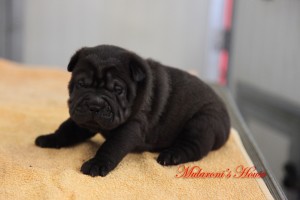 MASCHIO NERO shar-pei