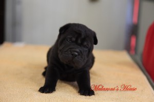 femmina nera shar-pei