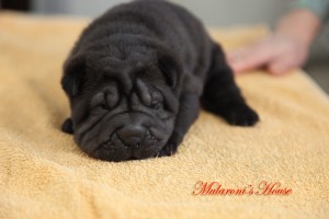 shar.pei nera femmina