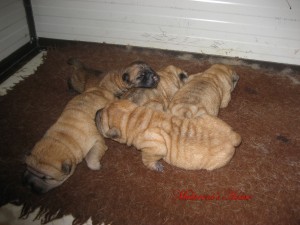 shar-pei cuccioli di 3 giorni