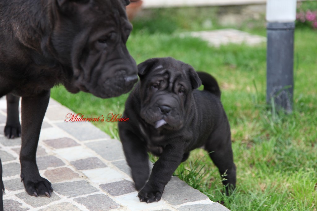 mamma e figlia shar-pei  