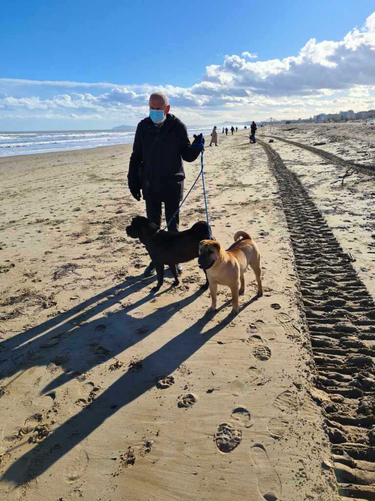 sharpei in spiaggia d'inverno