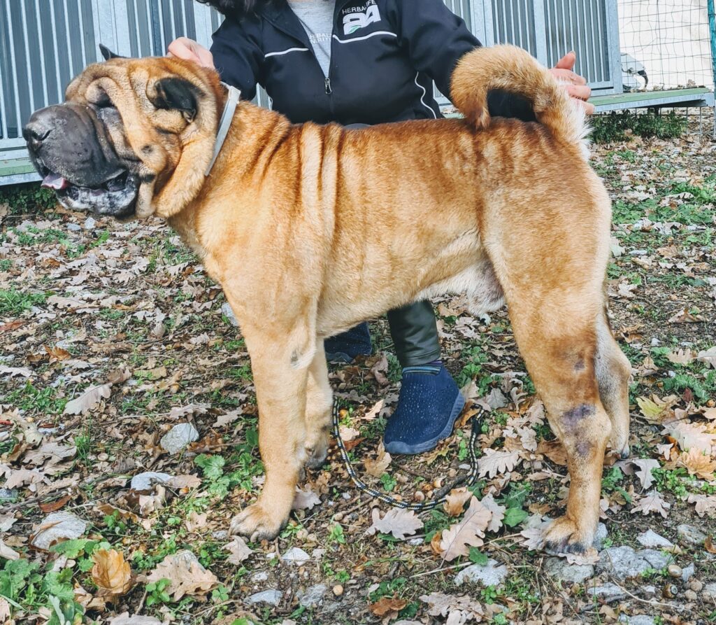 SHARPEI maschio MARK II (figlio di campioni di belleza Mularoni's house)