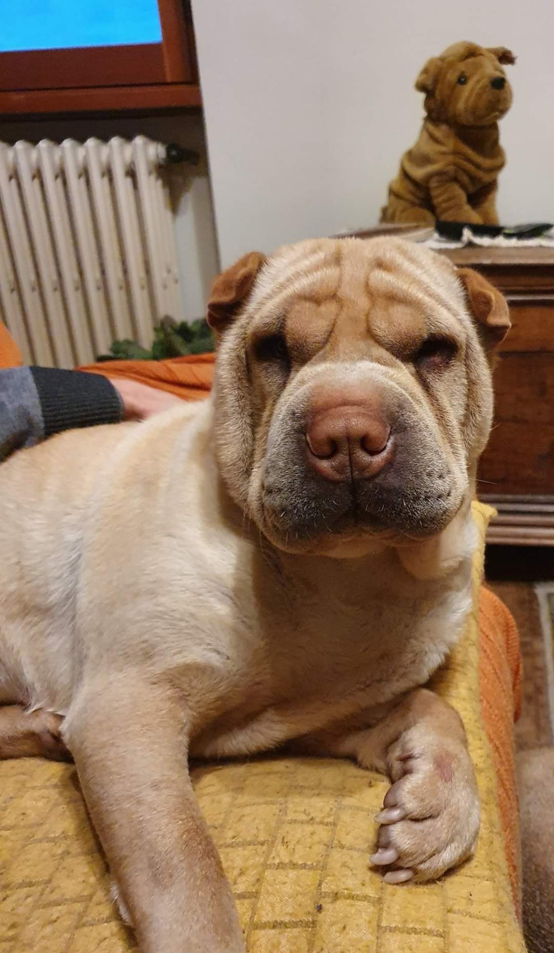 Sharpei cuccioli 