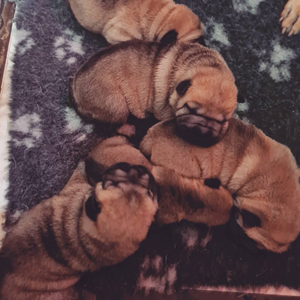 cuccioli sharpei fulvi maschi e femmine