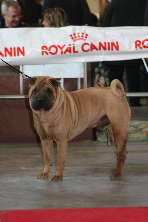 It is better a “horse coat” Sharpei or a “brush coat” one?E’ meglio