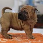 femmina sharpei cucciola