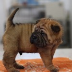 sharpei maschio