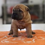 maschio cucciolo sharpei