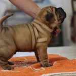 cucciolo sharpei