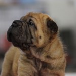 sharpei cucciolo