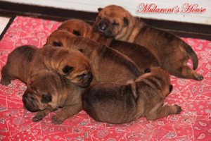 cuccioli shar-pei