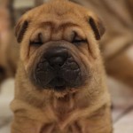 cucciola-femm-shar-pei