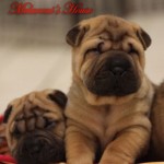 cuccioli-maschi-sharpei