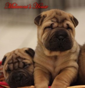 cuccioli-maschi-sharpei