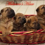 cuccioli-sharpei-mularoni's-house