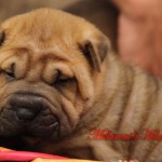 femmina-sharpei-cucciola