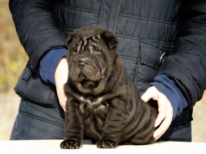 sharpei femmina Gingerpeis Halle Berry