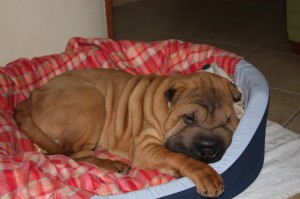 cucciolone sharpei