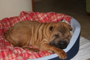 cucciolone sharpei