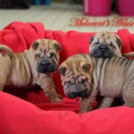 gruppo-cuccioli-sharpei-40-giorni