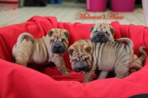 gruppo-cuccioli-sharpei-40-giorni