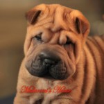 CUCCIOLO SHAR-PEI  con pedigree